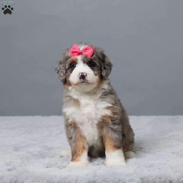 Heather, Mini Bernedoodle Puppy